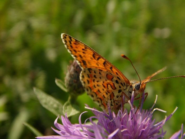 Lepidotteri del Parco del Roccolo